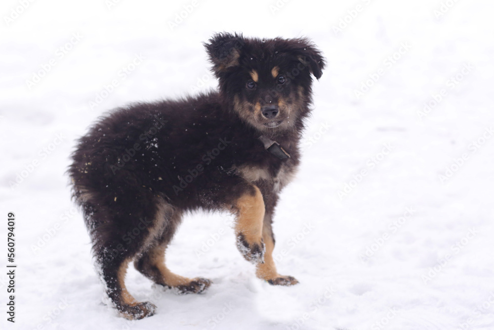 shepherd puppy closeup photo on white snow background shepherd puppy closeup photo on white snow background