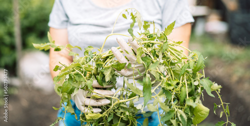 Woman holding up weeds in her hands. Weeding the garden from pests. photo