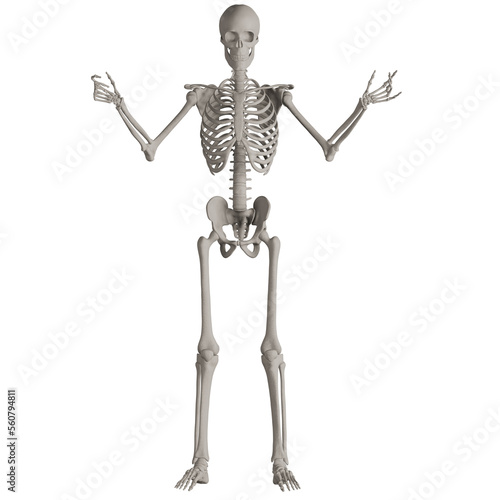 skeleton posing 3d render illustration  © dada_design