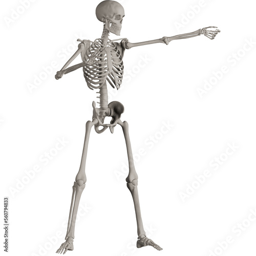 skeleton posing 3d render illustration	