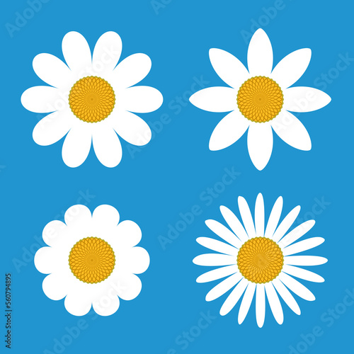 vector camomile flowers