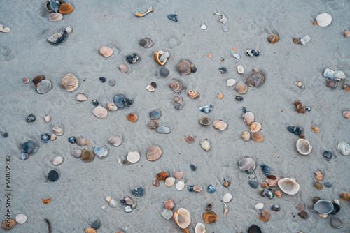 Random assortment of seashells in the sand, on Vilano Beach Florida