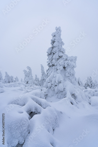 Magical winter scenery with frozen trees covered with white snow. Fantasy atmosphere after snow storm on Bohemia mountains. 