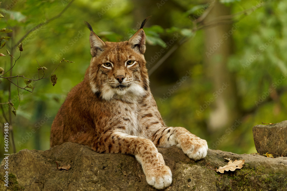 Naklejka premium Eurasischer Luchs, Nordluchs, Lynx lynx, Luchs