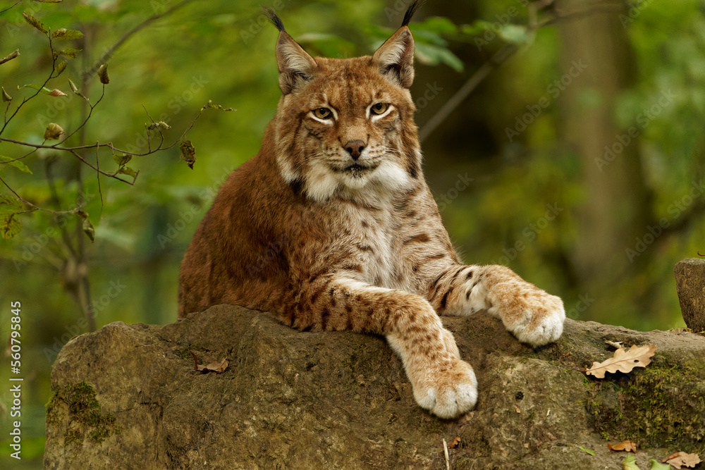 Eurasischer Luchs, Nordluchs, Lynx lynx, Luchs Eurasischer Luchs, Nordluchs, Lynx lynx, Luchs