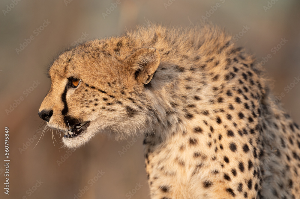 Cheetah in South Africa