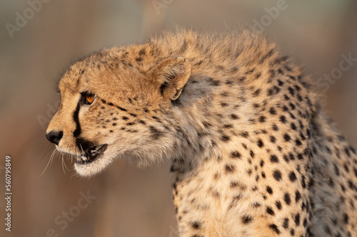 Cheetah in South Africa