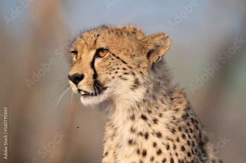 Portrait of a cheetah in South Africa
