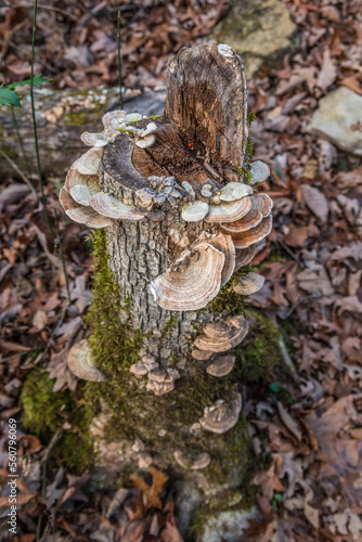 Turkey tail fungi on a stump