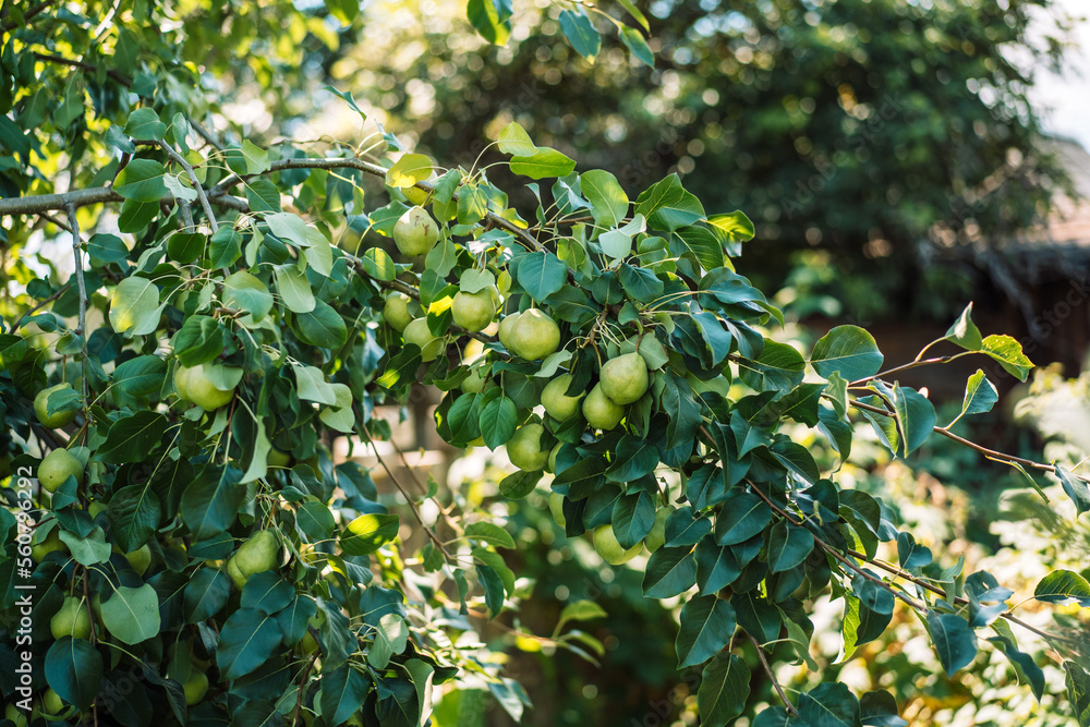Pear tree branch with green leaves and ripe fruits. Pear tree branch with green leaves and ripe fruits.