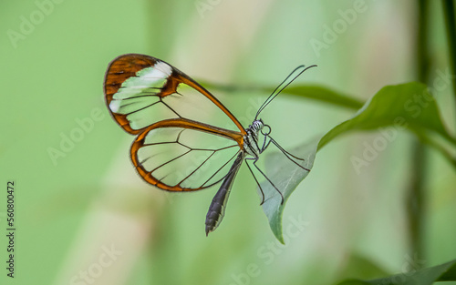 Greta oto, mariposa ala de cristal  photo