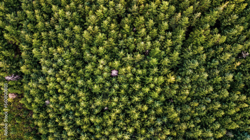 Aerial drone forest top view. Green forest from above. 