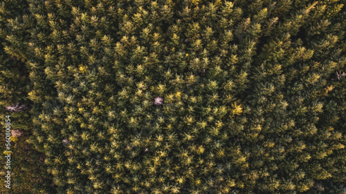 Aerial drone forest top view. Green forest from above. 