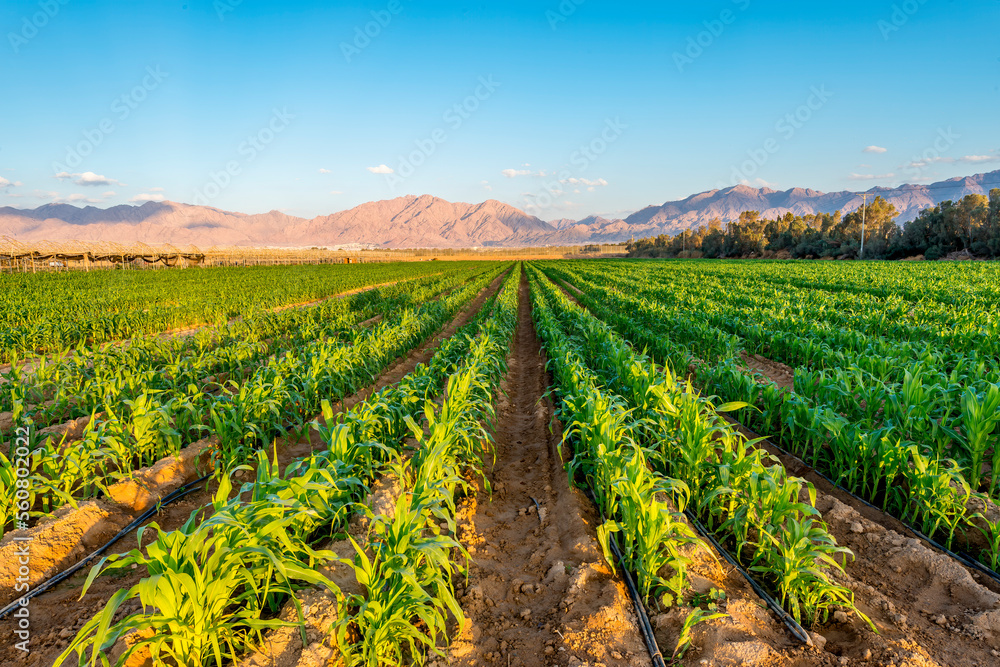 Panorama. Field with young plants of corn. Advanced and sustainable agriculture industry in desert and arid areas of the Middle East
Panorama. Field with young plants of corn. Advanced and sustainable agriculture industry in desert and arid areas of the Middle East