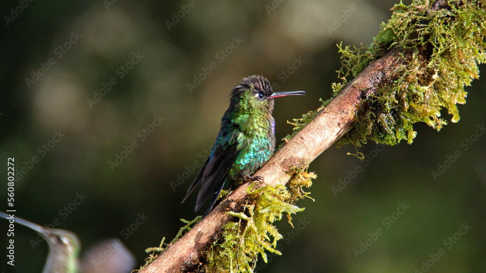 Fiery-throated hummingbird (Panterpe insignis) perched on a moss-covered branch at the high altitude Paraiso Quetzal Lodge outside of San Jose, Costa Rica