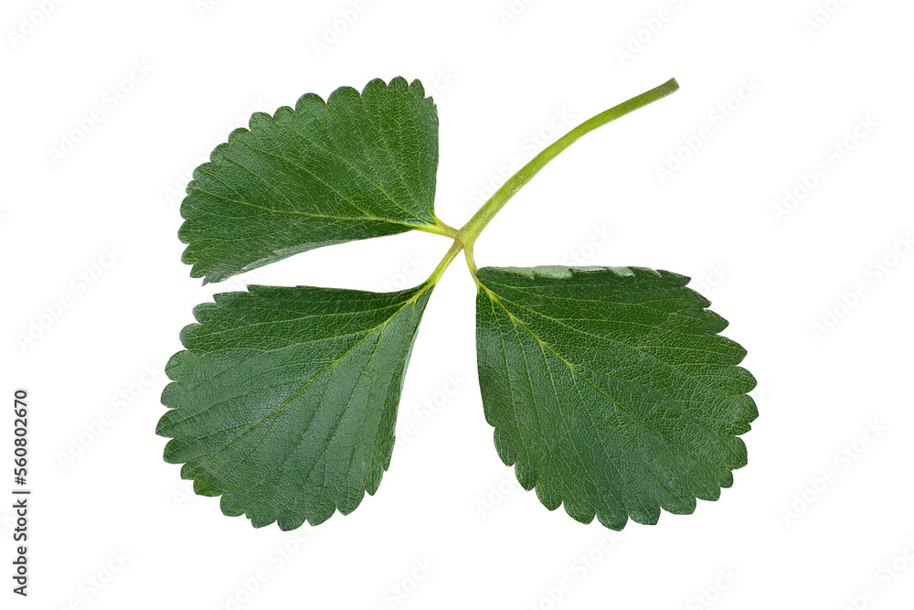 Set of  strawberry leaf isolated on white background. Full Depth of field. Focus stacking