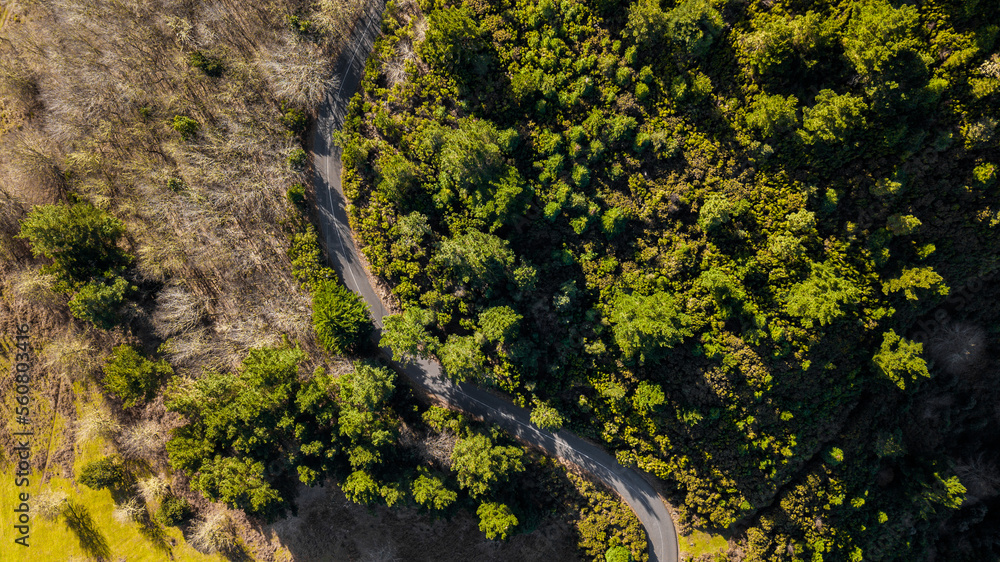 Aerial drone view of a serpent road on a forest top view. Green forest from above.
Aerial drone view of a serpent road on a forest top view. Green forest from above.