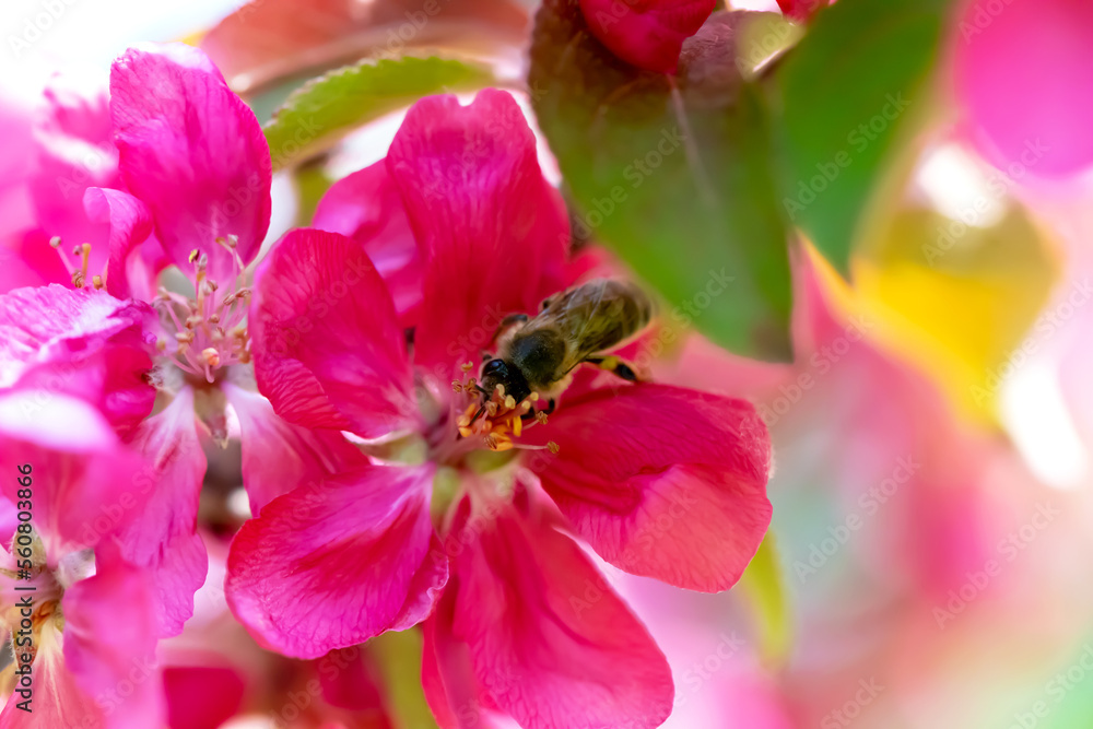 Close-up of a bee pollinating a pink flower Close-up of a bee pollinating a pink flower