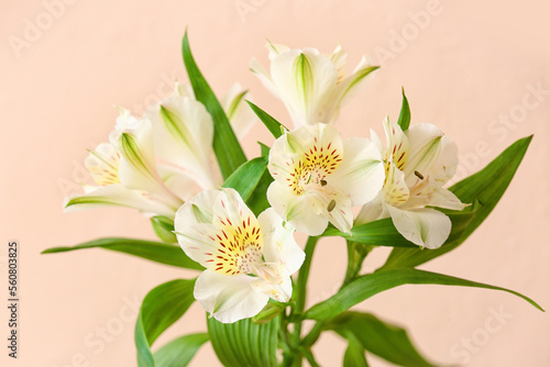 Branch of beautiful alstroemeria flowers on color background, closeup