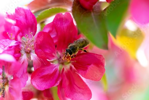 Close-up of a bee pollinating a pink flower