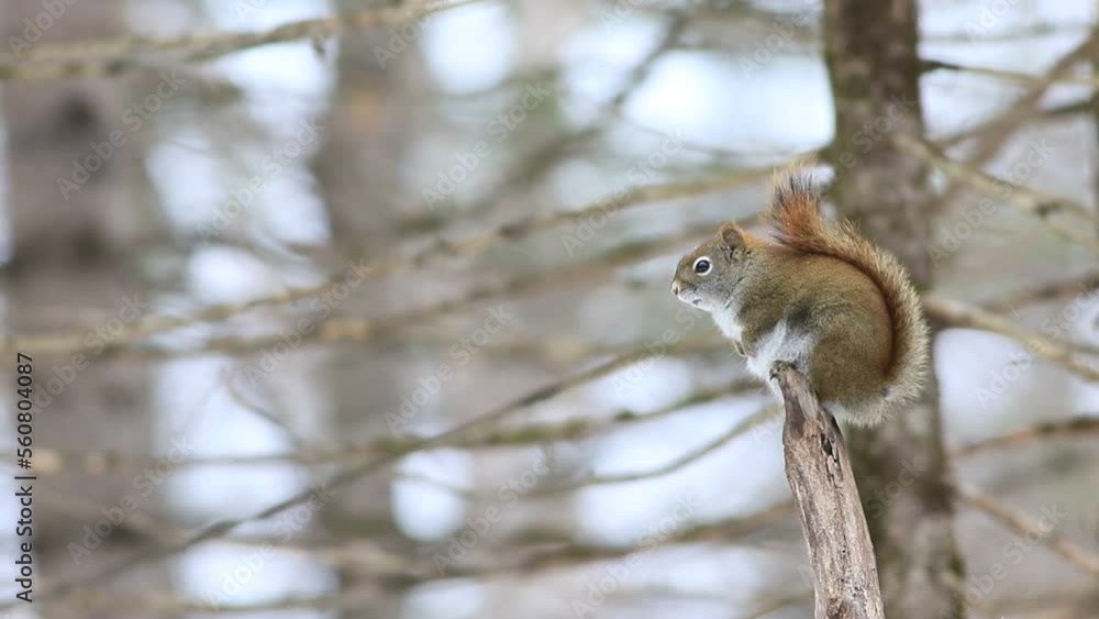 un écureuil roux sur une branche d'un arbre dans la forêt en hiver un écureuil roux sur une branche d'un arbre dans la forêt en hiver