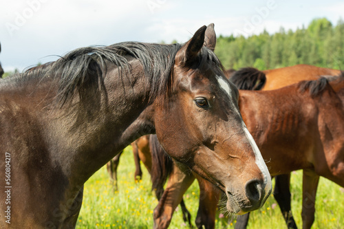 portrait of bay brood mare posing in meadow with herd. close up. sunny summer day