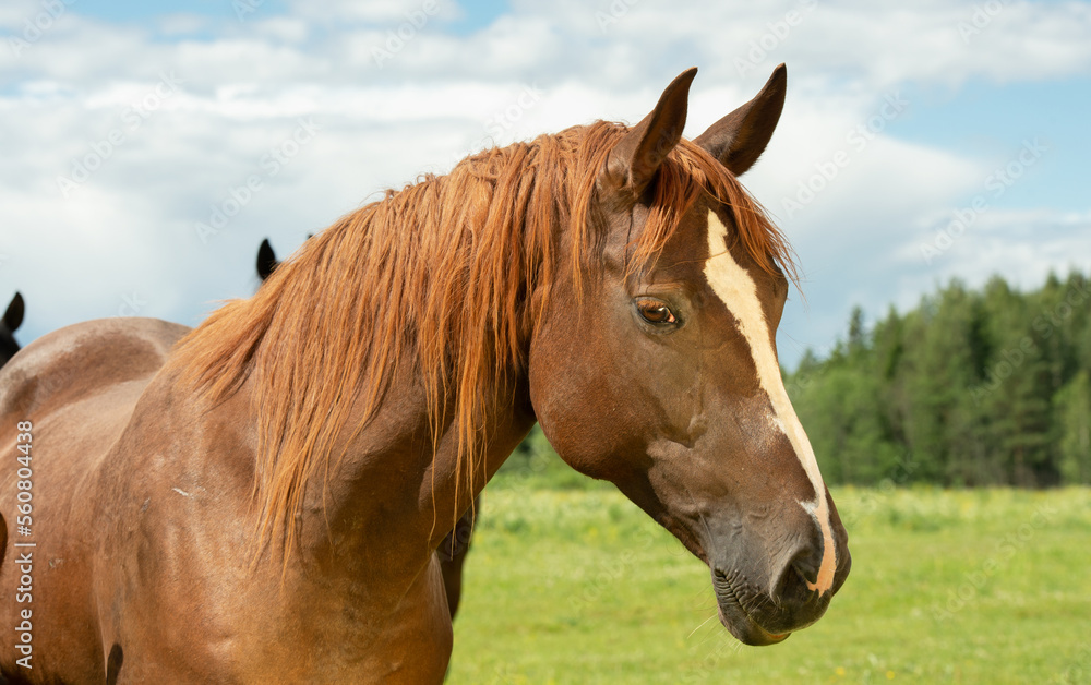 Fototapeta premium portrait of chestnut brood mare posing in meadow. sunny summer day
