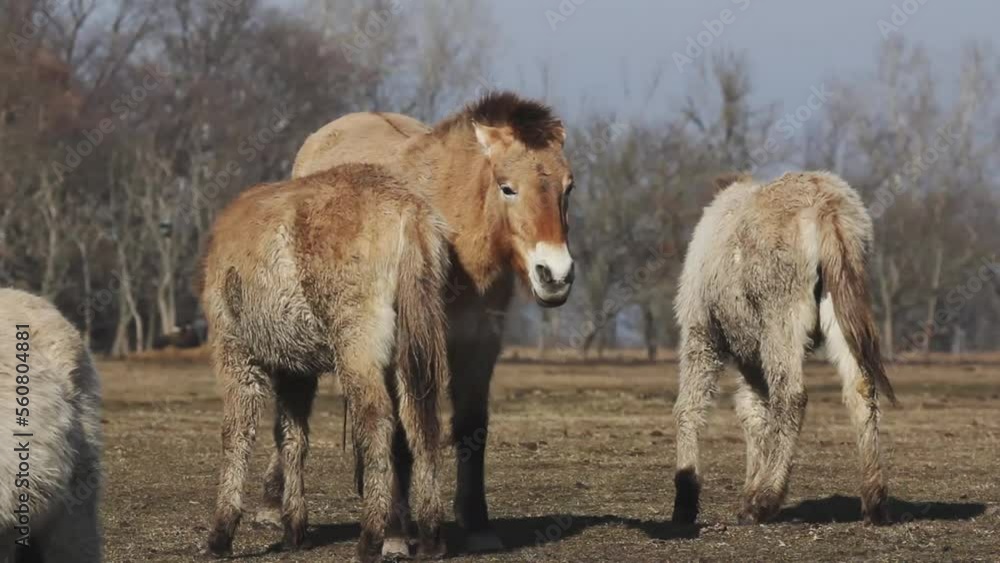 Przewalski's Horse Wildhorse In The Lowland At Late Afternoon Hungary Przewalski's Horse Wildhorse In The Lowland At Late Afternoon Hungary