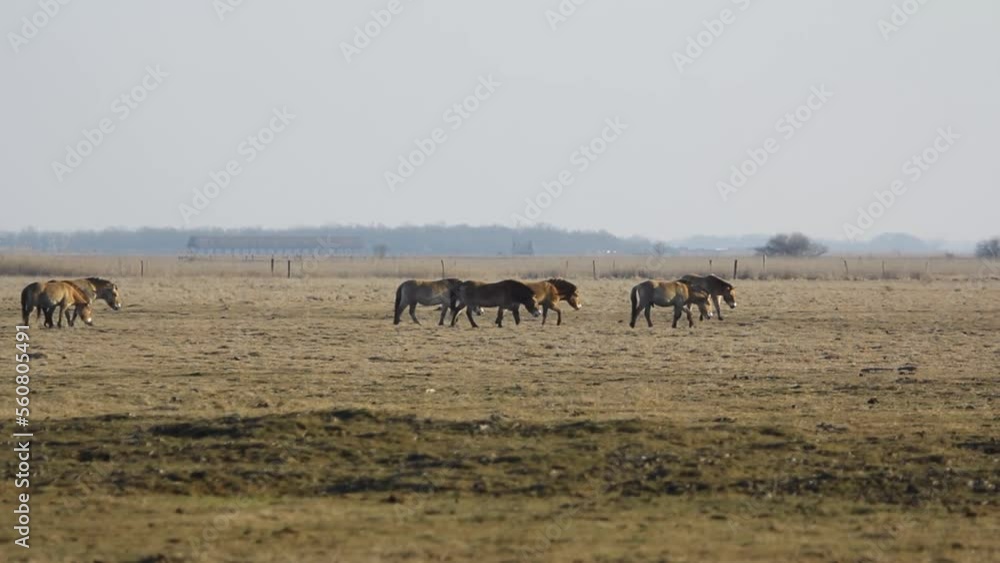 Wildlhorses Przewalski's Horse Hungary Wildlhorses Przewalski's Horse Hungary