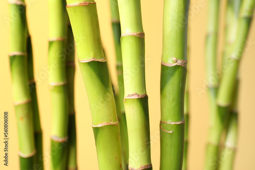 Fototapeta Naklejka Na Ścianę i Meble -  Bamboo stems on yellow background, closeup