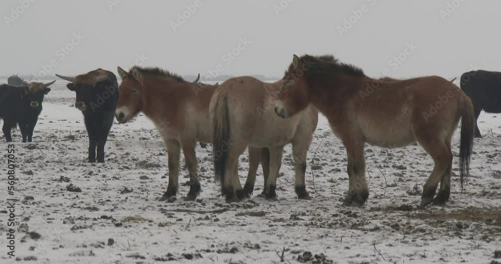 Wildlhorses Przewalski's Horse Hungary Winter Wildlhorses Przewalski's Horse Hungary Winter