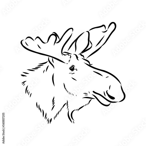 Vector hand drawn illustration of a moose isolated on a white background. A sketch of animal in engraving style. © Elala 9161