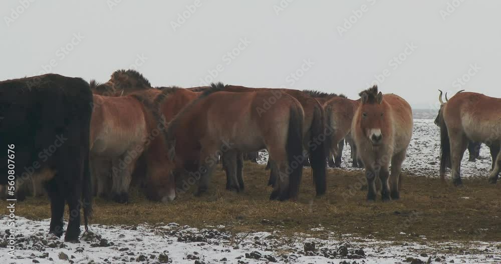 Wildlhorses Przewalski's Horse Hungary Winter Wildlhorses Przewalski's Horse Hungary Winter