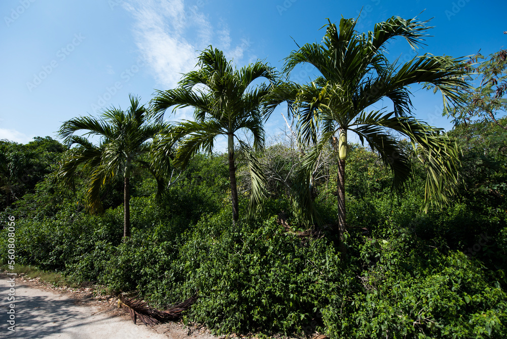 Palm trees at Tulum, Mexico 1