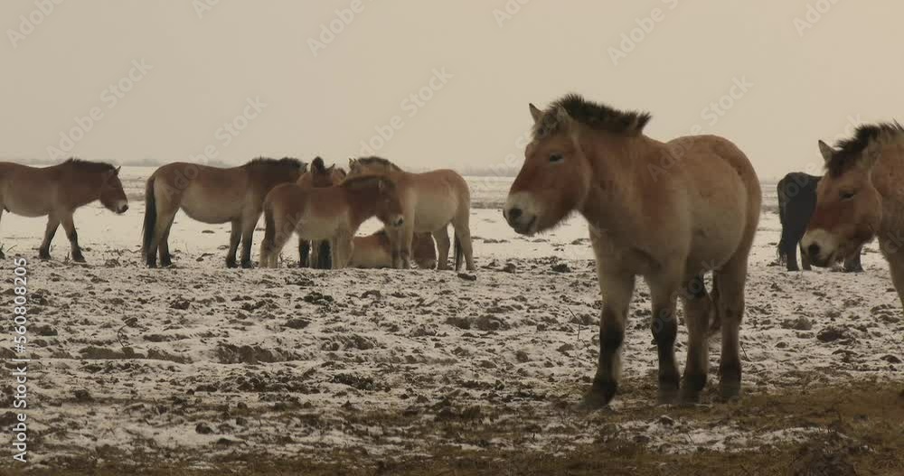 Wildlhorses Przewalski's Horse Hungary Winter Wildlhorses Przewalski's Horse Hungary Winter