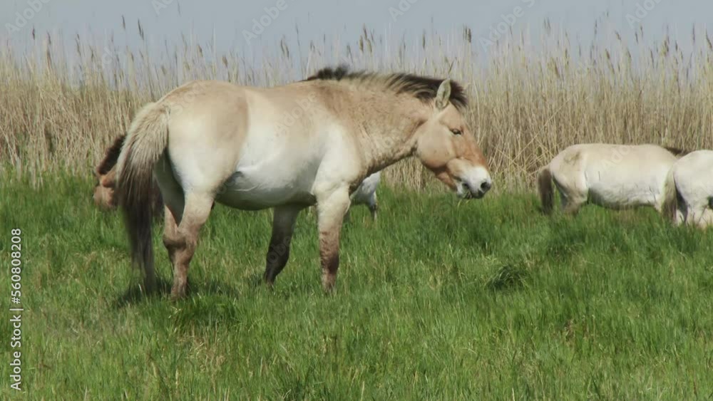 Przewalski's Horse Wildhorse In The Lowland At Late Afternoon Hungary Przewalski's Horse Wildhorse In The Lowland At Late Afternoon Hungary