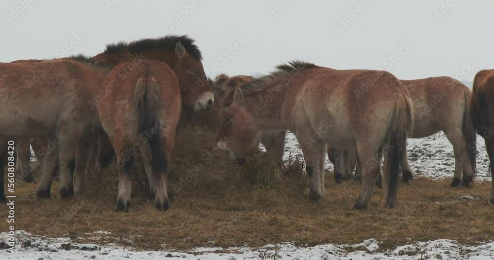 Wildlhorse Przewalski's Horse Feeding (Equus Ferus) Wildlhorse Przewalski's Horse Feeding (Equus Ferus)