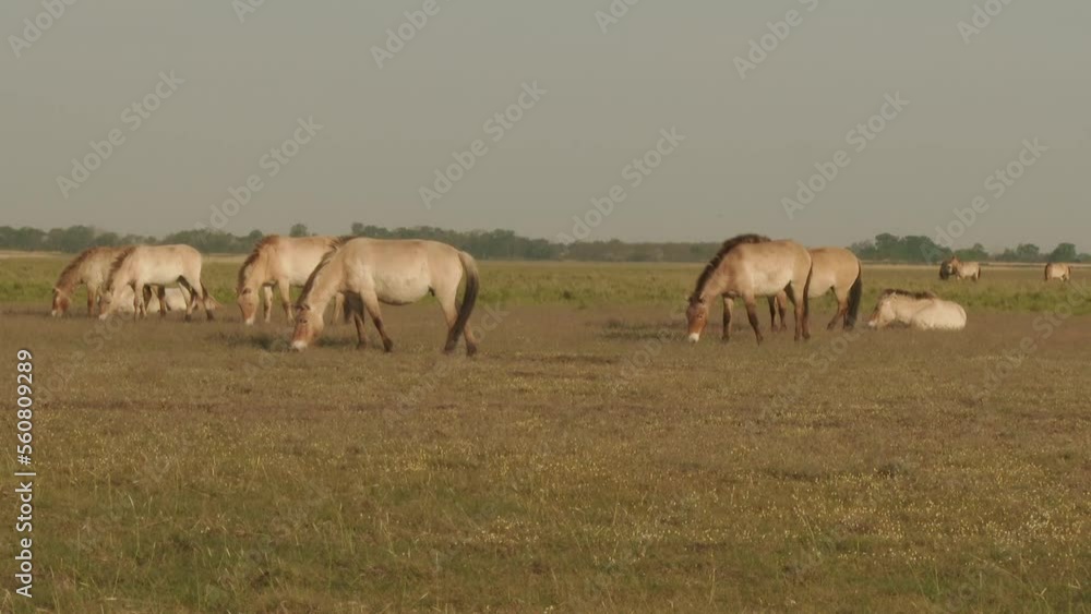 Wildlhorse Przewalski's Horse Feeding (Equus Ferus) Wildlhorse Przewalski's Horse Feeding (Equus Ferus)