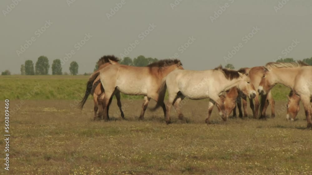 Przewalski's Horse Wildhorse In The Lowland At Late Afternoon Hungary Przewalski's Horse Wildhorse In The Lowland At Late Afternoon Hungary