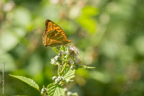 Silver-washed Fritillary (Argynnis paphia) foraging on Blackberry (Rubus fruticosa) in the dunes