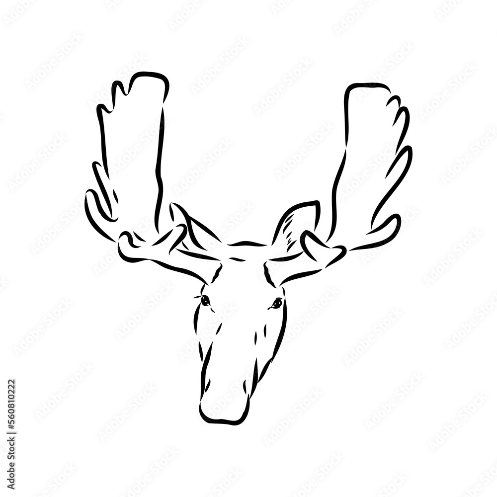 Vector hand drawn illustration of a moose isolated on a white background. A sketch of animal in engraving style. Vector hand drawn illustration of a moose isolated on a white background. A sketch of animal in engraving style.