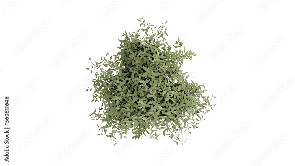Small shrub on white, 3d rendering of png transparent background, suitable for archiviz, architecture visualization gardening design Small shrub on white, 3d rendering of png transparent background, suitable for archiviz, architecture visualization gardening design
