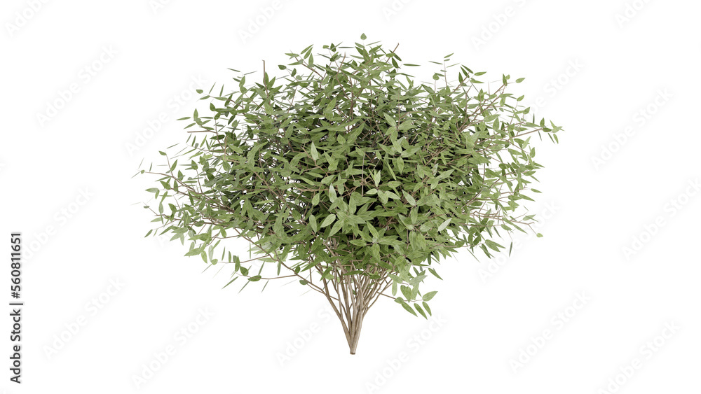 Small shrub on white, 3d rendering of png transparent background, suitable for archiviz, architecture visualization gardening design Small shrub on white, 3d rendering of png transparent background, suitable for archiviz, architecture visualization gardening design