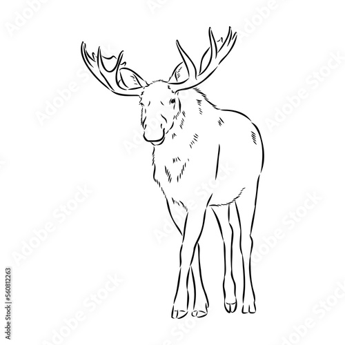 Vector hand drawn illustration of a moose isolated on a white background. A sketch of animal in engraving style.