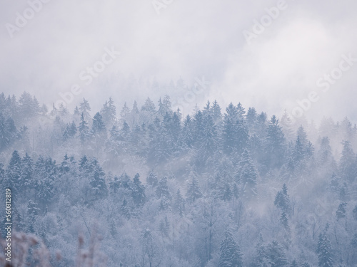 Snowy forest treetops peeking through misty remains of winter snowstorm clouds © helivideo