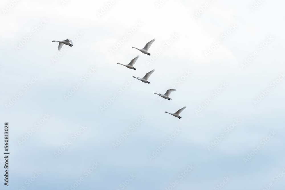 Snow Geese flying south across the blue sky in Mid Jan St Louis, MO 2023.