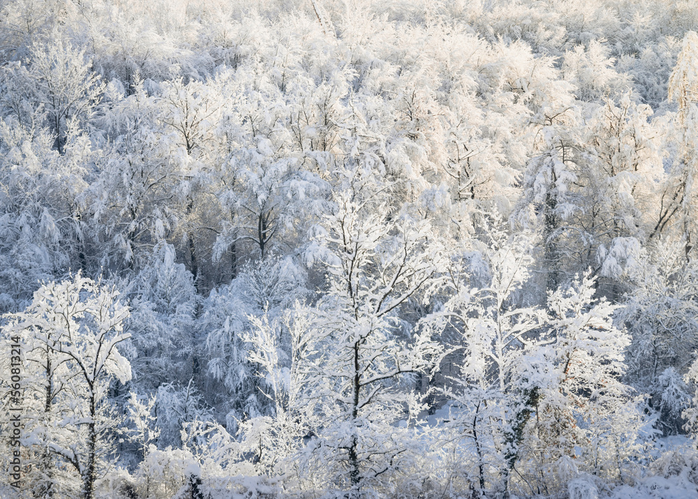 Snow covered treetops at golden hour