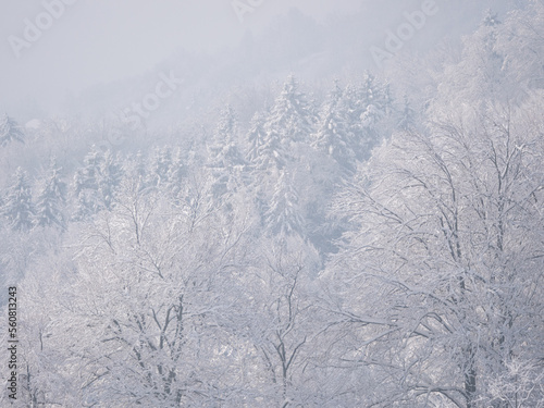 Snow-capped treetops revealing under rolling mist after winter snowstorm © helivideo