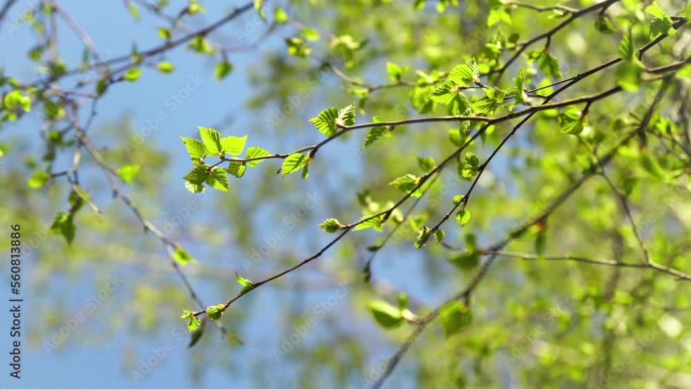 Blooming tree Birch on spring sunny day. The fresh green of young birch leaves on clear blue sky background. Natural background. The problem of allergy to birch blossoming. Selective focus Blooming tree Birch on spring sunny day. The fresh green of young birch leaves on clear blue sky background. Natural background. The problem of allergy to birch blossoming. Selective focus