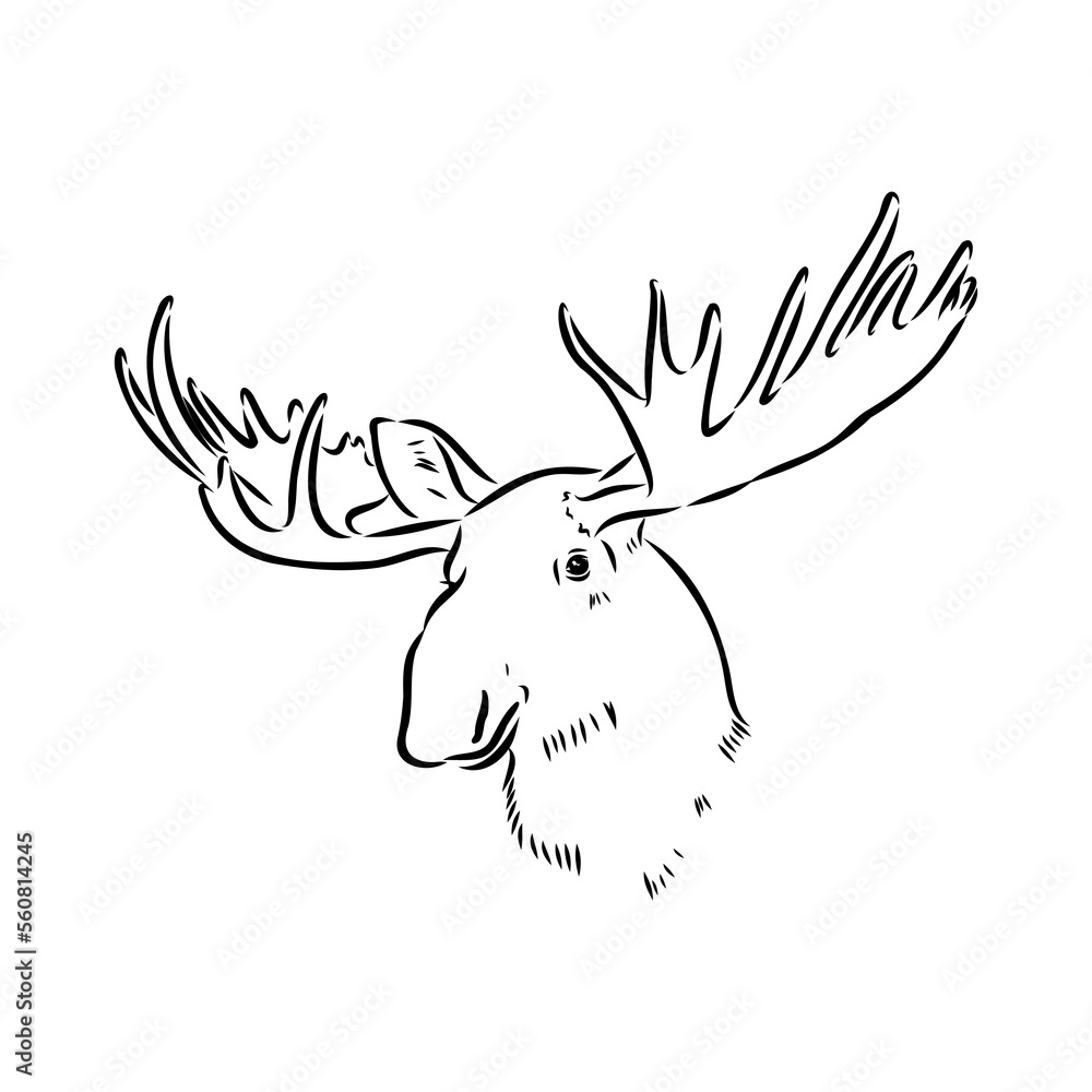 Naklejka premium Vector hand drawn illustration of a moose isolated on a white background. A sketch of animal in engraving style.